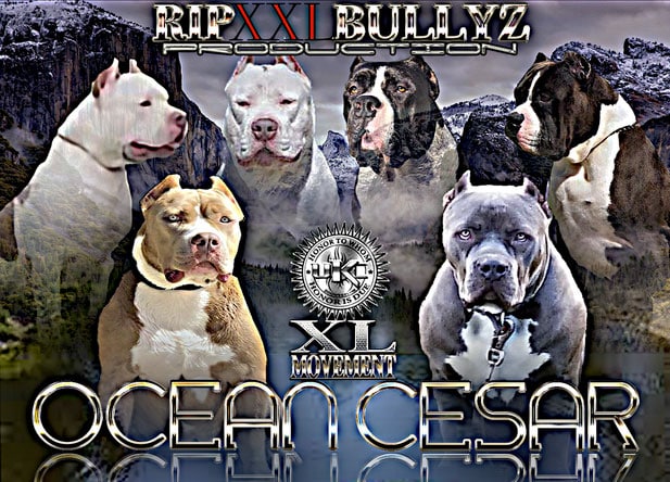 Cesar X Ocean - RIP XXL BULLYZ